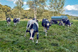 Junge Kühe auf der Weide