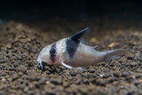 Fototapeta Do akwarium - New Panda Cory Catfish (Corydoras sp. CW51) from Colombia catfish from from Colombia