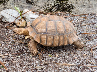 Poster - Tortoise walking on the land