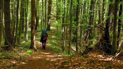 Sticker - A young tourist walking with trekking sticks in a green forest in HD