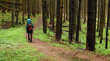 Sticker - A young tourist walking with trekking sticks on the trail through the forest in HD