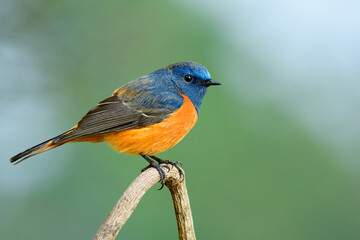 Wall Mural - colorful bird with orange body and blue head lovely perching on thin wooden branch over blue green background, blue-fronted redstart