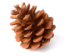 One Dried Pine Cone Isolated On White Background