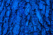 blue tree bark macro photo 