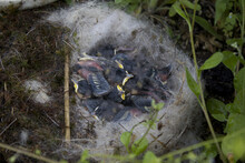 Parus Major. The Nest Of The Great Tit In Nature. Baby Great Tit Gathering In The Nest