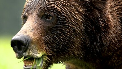 Poster - A big, brown bear eats grass in a forest