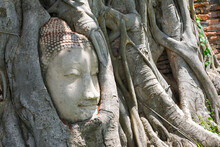 Head Of Buddha Image In Tree Roots At Wat Mahathat Temple, Thailand.