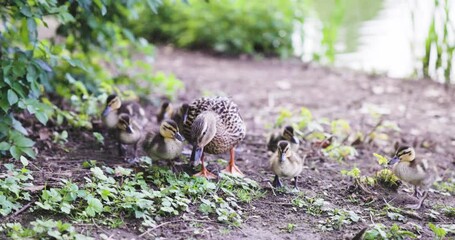 Sticker - A mother goose walks with little goslings in a garden