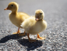 Closeup Of Two Ducklings Standing On Pebbly Ground With Sun Rays