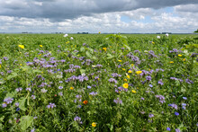 Ecological Agricultural Strip, Flevoland Province, The Netherlands