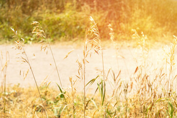 Dry grass illuminated by the bright sun on background of country road, hot sunny weather.