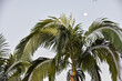 lua e as palmeiras na natureza