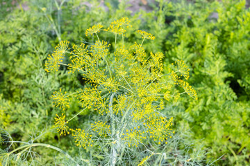 Wall Mural - flowering dill plant and green foliage of carrots