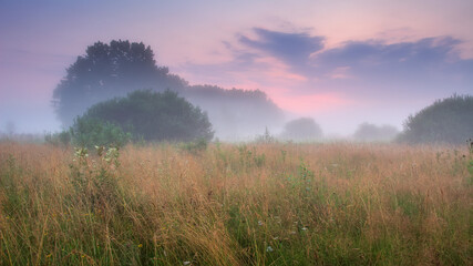 Wall Mural - Summer misty landscape. Foggy sunrise above a meadow. Low red clouds in the sky. High grass and trees.