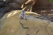 A Meerkat Posing For The Camera.