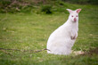Shot of the white albino wallaby sitting on a surface fully covered by grass.