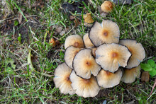 A Lot Of Brown Mushrooms Grow Among Dry Leaves And Forest On An Autumn Day, Top View . Nature In The Forest