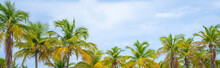 Beautiful Tropical Trees Against Sky. Rows Of Beautiful Palm Trees On Cloudy Sky. Palm Trees Background For Banner Or Web Header.  Florida, USA.