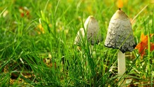 Close-up Of The White And Black Mushrooms That Grow On The Green Lawn, The Breath Of Nature