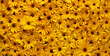 Leinwandbild Motiv Wall of bright yellow flowers background.