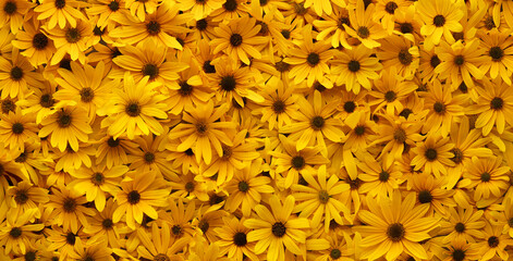 wall of bright yellow flowers background.