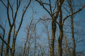 Canvas Print - Dramatic shot of bare trees with newly sprout leaves against blue sky