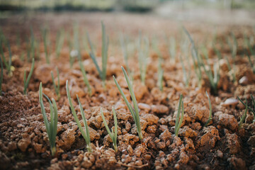 Sticker - Closeup shot of spring onions growing on the ground - great for wallpaper