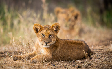 Canvas Print - Selective focus shot of a resting lion cub  with older siblings at the back in Tanzania