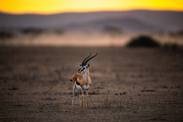 Wall Mural - Selective focus shot of a little Grant's gazelle, also known as Nanger granti in Tanzania