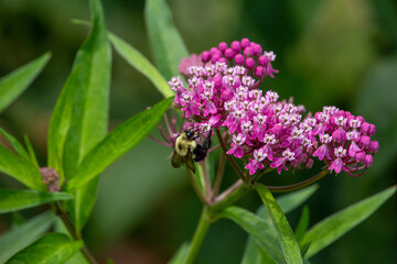 Wall Mural - Macro abstract view of a bumblebee feeding on the flower blossoms of a beautiful rosy pink swamp milkweed plant (asclepias incarnata), with defocused background
