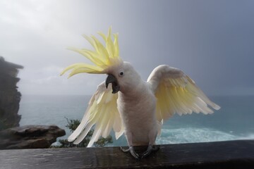 Close Up of a Cranky Cockatoo with Feathers flying in all Directions