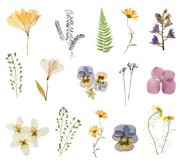 Poster - Set with beautiful dried meadow flowers on white background