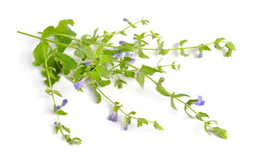 Wall Mural - Scutellaria galericulata, the common skullcap, marsh skullcap or hooded skullcap. Isolated on white background