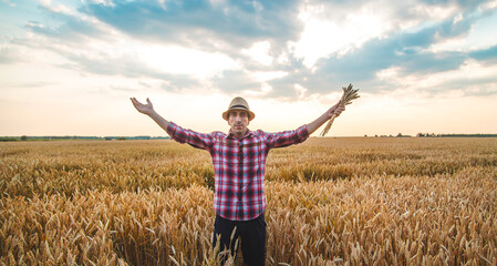 Wall Mural - A man farmer holds ears of wheat in his hand in the field. Selective focus.