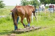 Extrem Trail, Pferde sollen in der Ruhe, selbständig lernen, Hindernisse zu bewältigen.