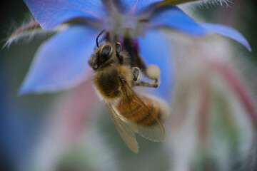 Wall Mural - a western honeybee, Apis mellifera, in close-up, collects pollen from a beautiful cornflower