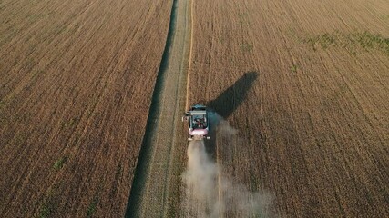 Poster - Combine harvester on the field at sunset. Aerial view