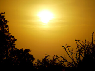 Grand sky sunset view with nature plant silhouette Nature love concept image