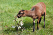 Kamerunschafe und  Barbados Blackbelly-Schafe, Schafe die zu den Haarschafen gehören.
