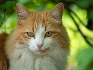 Wall Mural - Beautiful Portrait of a Cat Hidden among the Leaves and with Light Brown and White Fur