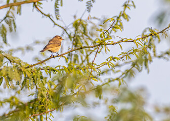 Wall Mural - Brown Woodland Warbler on a tree