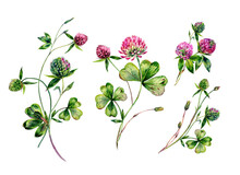 Watercolor Red Clover Bouquet Illustration Collection