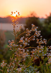 Wall Mural - Beautiful wildflowers on a green meadow. Warm summer evening with a bright meadow during sunset. Grass silhouette in the light of the golden setting sun. Beautiful nature landscape with sunbeams.