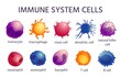 Immune system cell types. Cartoon macrophage, dendritic, monocyte, mast, b and t cells. Adaptive and innate immunity, lymphocyte vector set