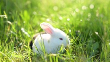 Two Cute Sweet Rabbits Are Gnawing Grass On A Green Meadow. White And Black Little Bunny. Easter Bunny. Animal In Nature