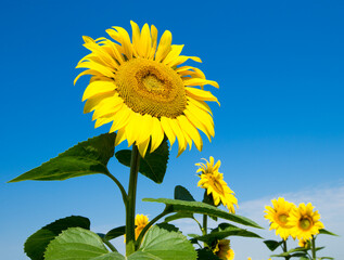 Fotomurales - Sunflower field with cloudy blue sky