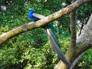 Wall Mural - Wild guan in forests of Colombia