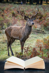 Wall Mural - beautiful image of red deer stag in vibrant golds and browns of autumn fall landscape forest coming 