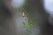 Golden Silk Orb-weaver Spider or Genus Nephila in Bush of Zambia Africa South African Region