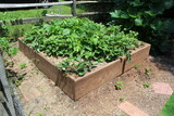 Fototapeta  - Strawberry plants in a raised patch in a garden with new unripe fruits and ripened strawberries